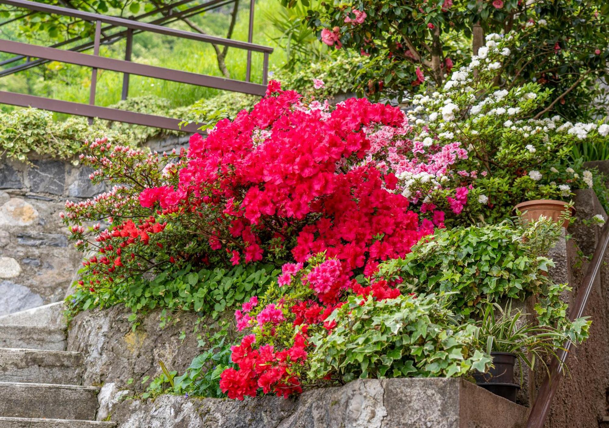 Bellavista garden&flowers Varenna Esterno foto